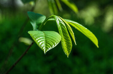 Wall Mural - New green leaves of Asimina triloba or pawpaw in spring garden against green blurred backdrop. Nature concept for any design  background concept. Place for your text