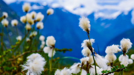 Wall Mural - Flowers and mountain view from Gamle Strynefjellsvegen Norway