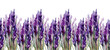 pattern of lavender flowers on a white background