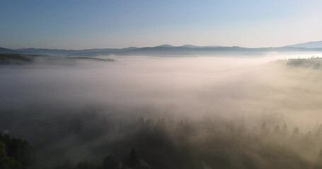 Wall Mural - Carpathian Mountains, Densely Covered With Forests. Fog