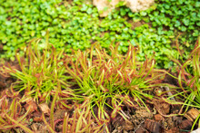 Sundew Drosera Anglica Carnivorous Plant In The Garden