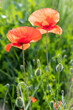 Two scarlet poppies on background of lush emerald-green foliage. Close-up. Papaver rhoeas - L. There are dew drops on delicate petals of poppies. Topic - awakening of plants and flowers in spring