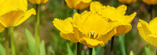 Tulips With Yellow Buds On A Flowerbed In A Spring Park. Banner	