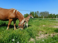 Hoarses Mare And Foal  An Equine Up To One Year Old; This Term Is Used Mainly For Horses, But Can Be Used For Donkeys. More Specific Terms Are Colt For A Male Foal And Filly For A Female Foal, And Are