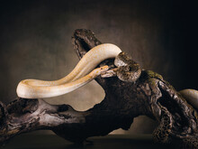 Two Snakes On A Driftwood