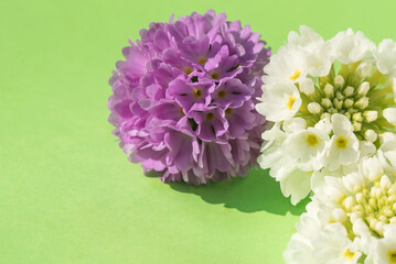 Flower arrangement of spring inflorescences of blooming primrose on a green isolated background.