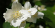 Jasmine White - plant flower