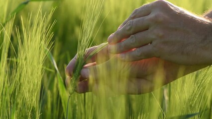 Wall Mural - Closeup of male farmer agronomist examining development of green barley (hordeum vulgare) crops