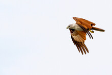 Red Eagle Fly On The Sky In Nature At Thailand