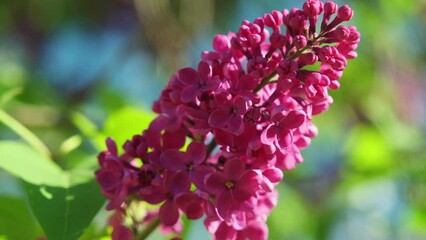 Wall Mural - Blooming lilac bush. Spring. Beautiful nature. Blooming garden. Beauty of nature. Lilac close-up