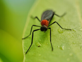 Wall Mural - common lovebug plecia nearctica macro photo with blurred green background