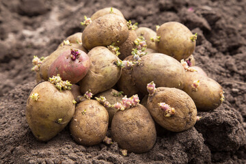 Potatoes with sprouts for planting, sowing and growing in cardboard box on soil ground in garden close up, macro