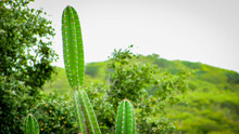 Brazilian Caatinga, Mandacaru And Other Species, In A Harmonious And Natural Environment