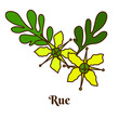 Rue. Hand drawn vector illustration isolated on white background.
