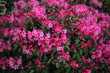 Wall Mural - Beautiful Garden with blooming trees and bushes during spring time, Wales, UK, early spring flowering azalea shrubs