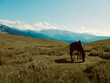 Pferd in der Steppe / Horse in the steppe