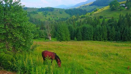 Wall Mural - Grazing horse on the mountain meadow, Carpathians, Verkhovyna, Ukraine