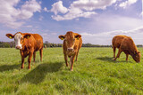 Fototapeta  - Krowy pasące się na soczystej zielonej łące w słoneczny wiosenny dzień.