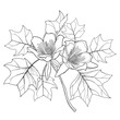 Bunch with outline Liriodendron or tulip tree flower and leaves in black isolated on white background. 