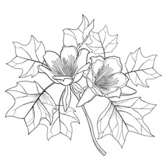 Wall Mural - Bunch with outline Liriodendron or tulip tree flower and leaves in black isolated on white background. 