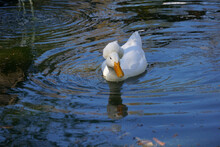 Fluffy White Duck Swimming In A Blue Pond
