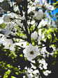  fruit tree blooming with beautiful flowers, tree blossom