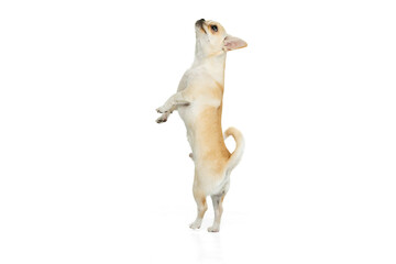 Wall Mural - Portrait of little chihuahua dog standing on hind legs, posing isolated over white studio background