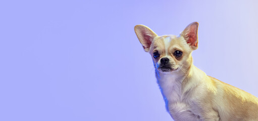 Wall Mural - Portrait of cute chihuahua dog attentively looking away, posing isolated over purple studio background in neon light.