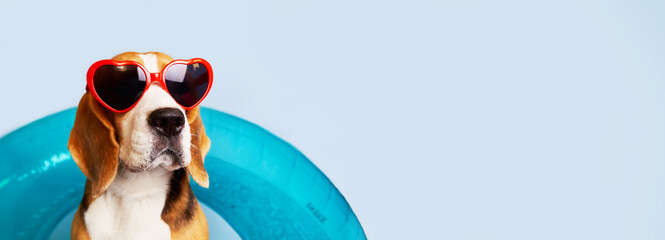 A beagle dog wearing sunglasses and an inflatable swimming circle on a blue background. Banner. The concept of a summer holiday by the sea. Copy space.
