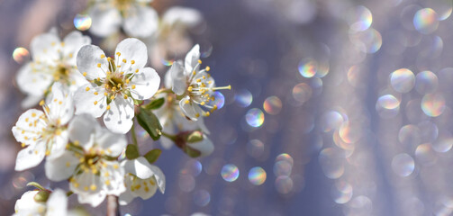 White flowers on a beautiful bokeh background.