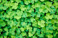 Top View Of A Patch Of Green Clover Plant In The Garden