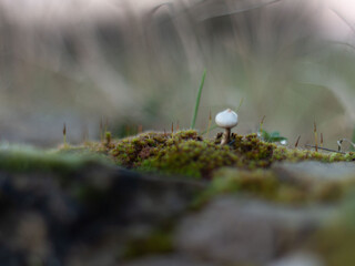 Wall Mural - Selective focus shot of a small forest mushroom surrounded by moss