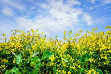 Wall Mural - Yellow canola flowers reaching for the sky