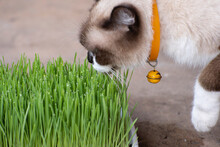 Cat And Green Wheat Grasson .selective Focus
