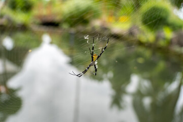 Sticker - An argiope appensa spider building its web on the plants by the lake in the park on a sunny day