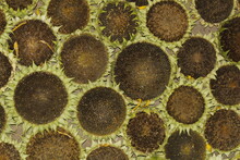 Sunflower Seed Head Details Background, Helianthus Seedpod Detail.