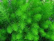 Horsetail Fern, A North American Forest Plant That Is Considered A Living Fossil That Has Been Around For 100 Million Years, Once Eaten By Dinosaurs