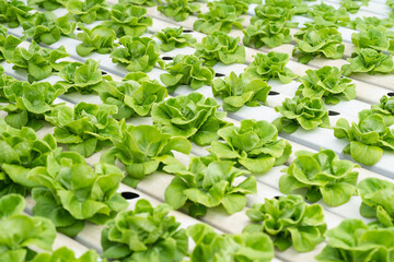 Wall Mural - Close up Green lettuce in hydroponic farm background.