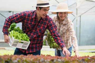 Wall Mural - Farmer entrepreneur checking quality of hydroponic vegetables product before harvest and sell to customer in greenhouse plant.