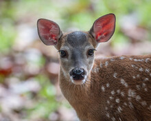 Portrait Of A Female White-tailed Deer