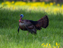 Wild Turkey (Meleagris Gallopavo) Outdoors On The Green Grass