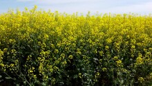 Rapeseed Flowers Close Up. Bright Yellow Blooming Rapeseed Growing In Agricultural Fields. Sown Fields Rapeseed Crop. Blooming Canola Field. Yellow Flower Blossom Rapeseed Canola Agriculture Field