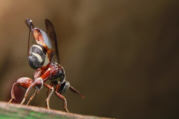 Wall Mural - Wasp With a Metal-Reinforced Needle on Its Behind, Leucospidae (sometimes incorrectly spelled Leucospididae) pulling its ovipositor out to insert into a wood. India, Odisha