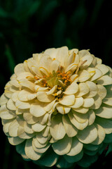 Canvas Print - Closeup shot of common zinnia