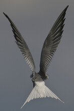 Common Tern Bird Flying With Wings Up On A Gray Background