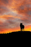 Fototapeta Konie - wolf on the ridge at sunset