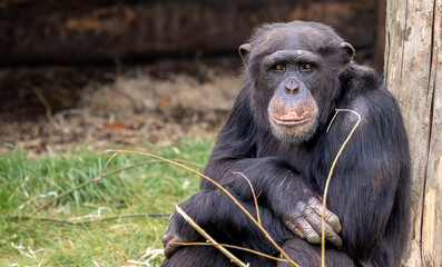 Sticker - Closeup of a cute Chimpanzee leaning on a wooden log in the zoo