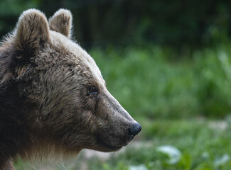 Wall Mural - Closeup of a beautiful Eurasian brown bear in a field