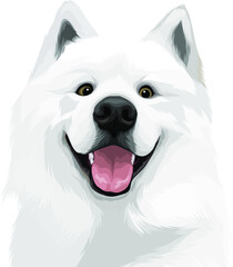Wall Mural - High-quality vector illustration of a white Samoyed dog mouth open on the white background