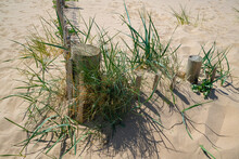 Wind Protection For Sand Dunes Wooden Fence With Marram Grass Growing 